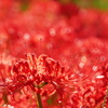 紅い煌めき