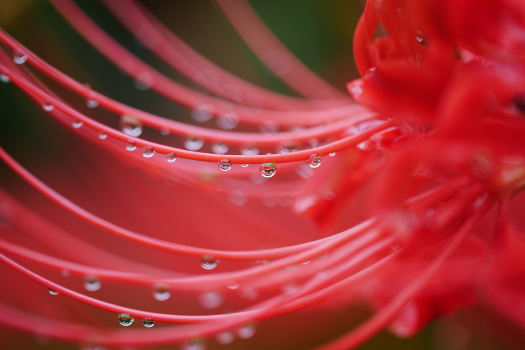 雨のち曼殊沙華