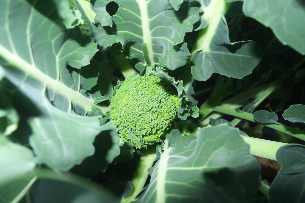 青虫の猛攻に耐えて育つ花蕾