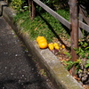 柚子と夏みかんがある風景