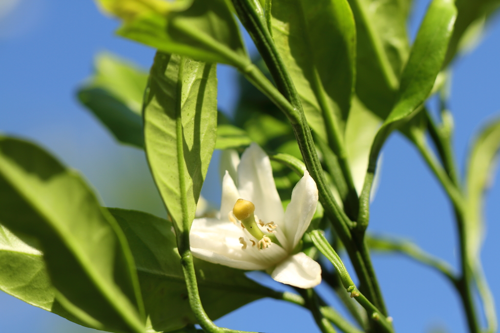 近所の蜜柑