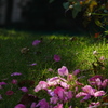 芝に山茶花の名残