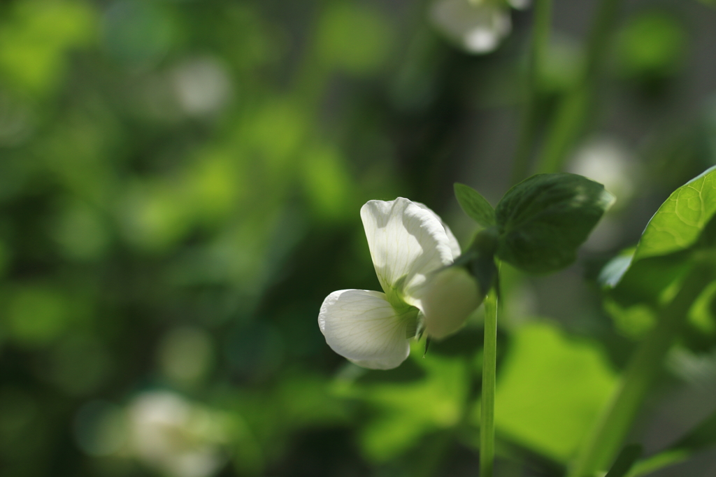 庭の白花エンドウ
