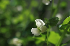 庭の白花エンドウ
