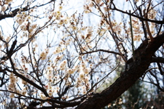 八重咲の白梅は賑やかになってきた
