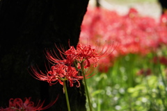 陽向の紅い彼岸花