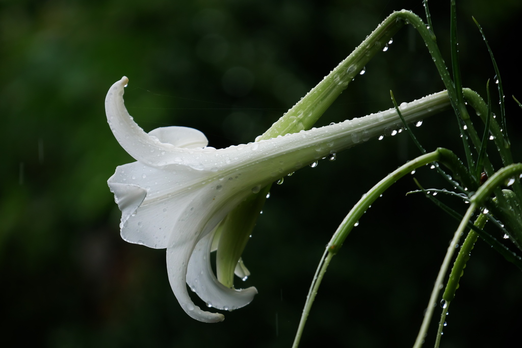 雨に濡れるタカサゴユリ