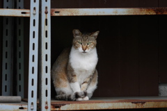 猫棚