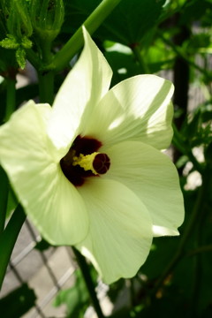 陸蓮根の花に朝の光