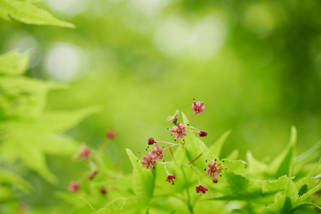 カエデに花咲く