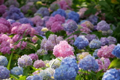 色とりどりな紫陽花の園