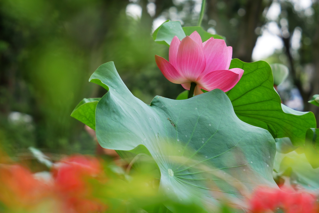 ヒガンバナと蓮の花