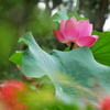 ヒガンバナと蓮の花