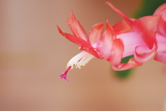 花盛りシャコバサボテン