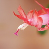 花盛りシャコバサボテン