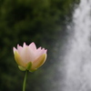 舞妃蓮と噴水のしぶき