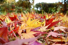 芝生に広がるモミジ