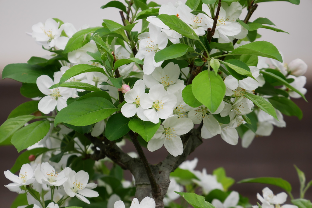 真っ白な姫リンゴの花