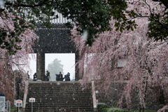 枝垂桜に春の雪