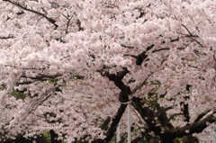 桜一色