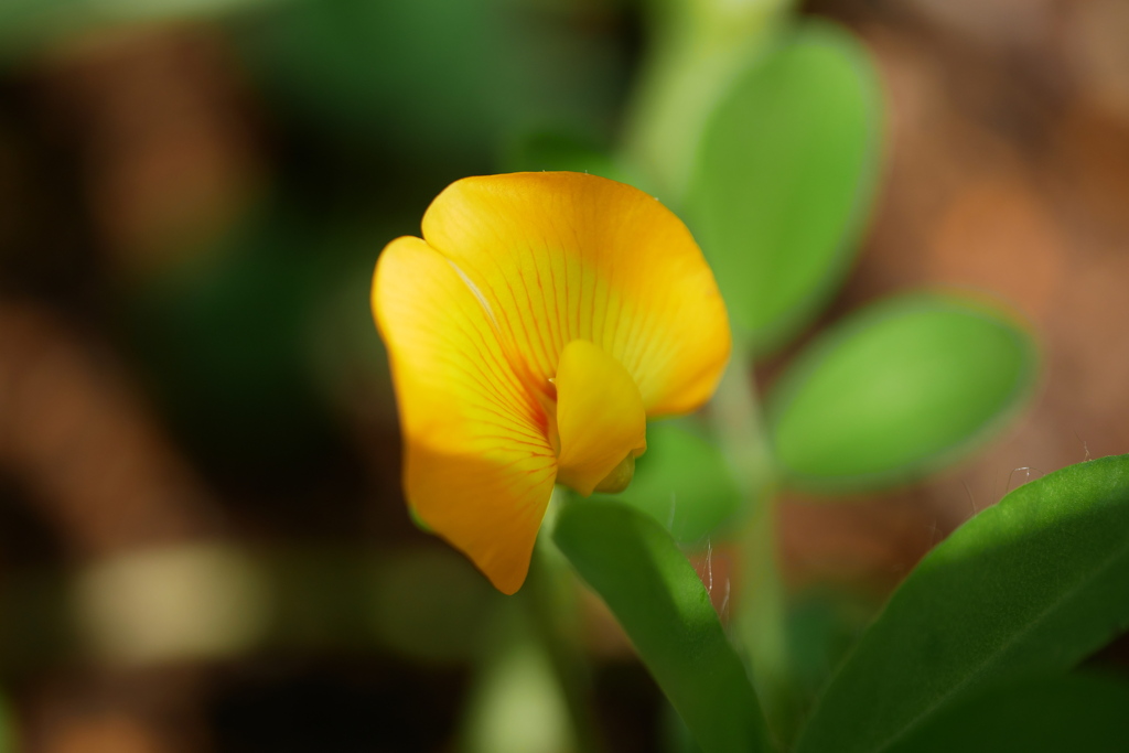 落花生の花に射す葉の隙間からの太陽光