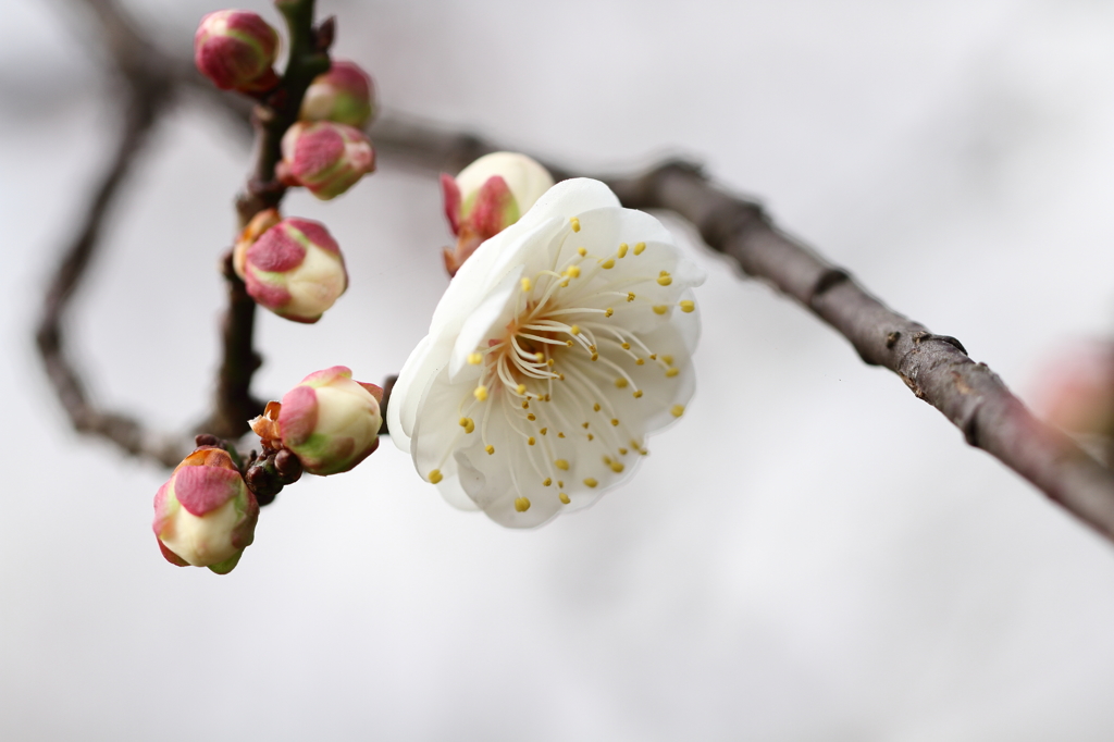 白梅も開花