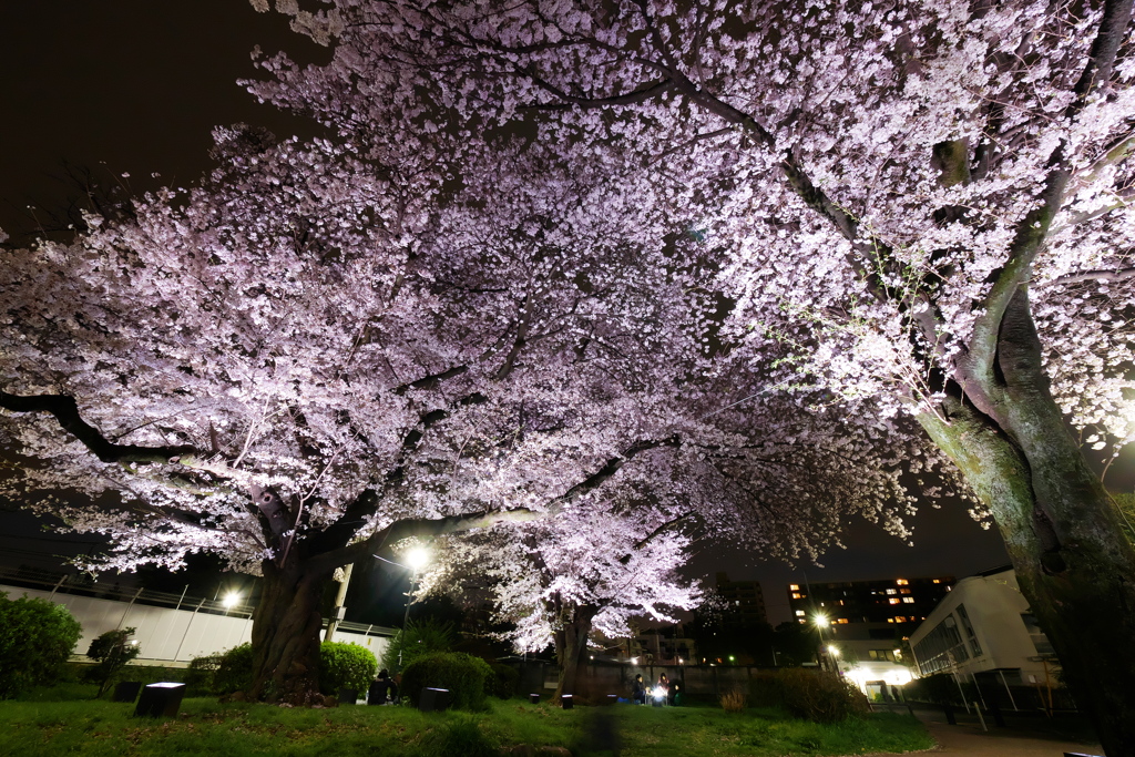 夜桜ライトアップ