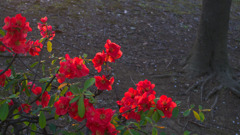 夕日と木瓜の花