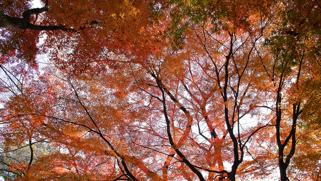 真っ赤に染まる紅葉の幹