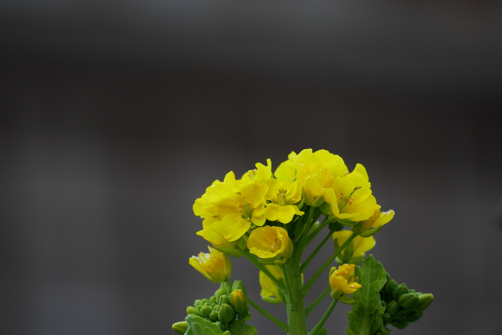 校庭に菜の花