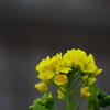 校庭に菜の花