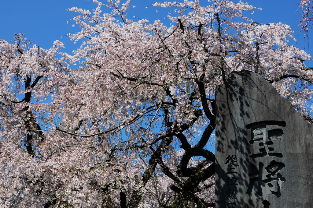 青空と枝垂桜