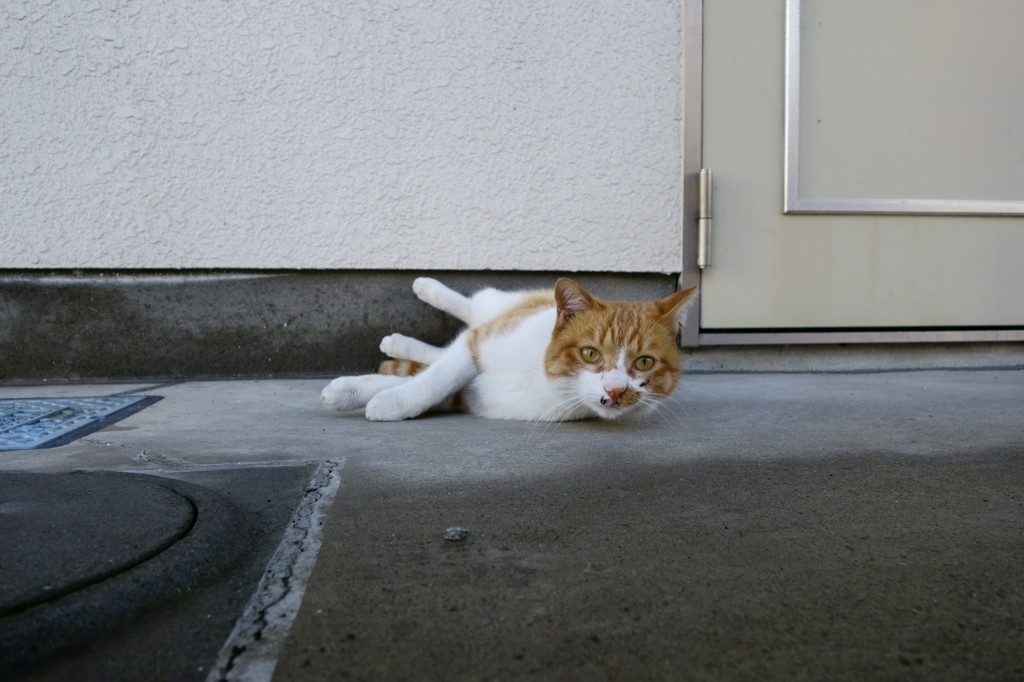 ん、何だ？