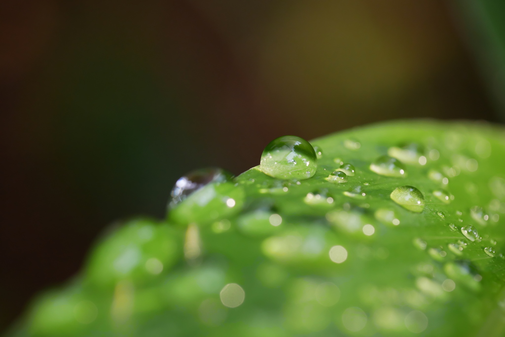 ミョウガ畑に一雨