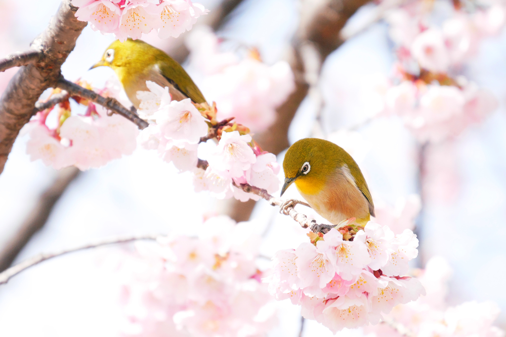 メジロさんたちに人気の樹