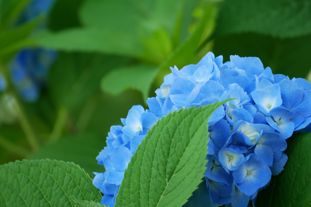 お口元扇子な紫陽花