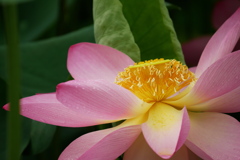 開花　知里の曙