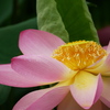 開花　知里の曙