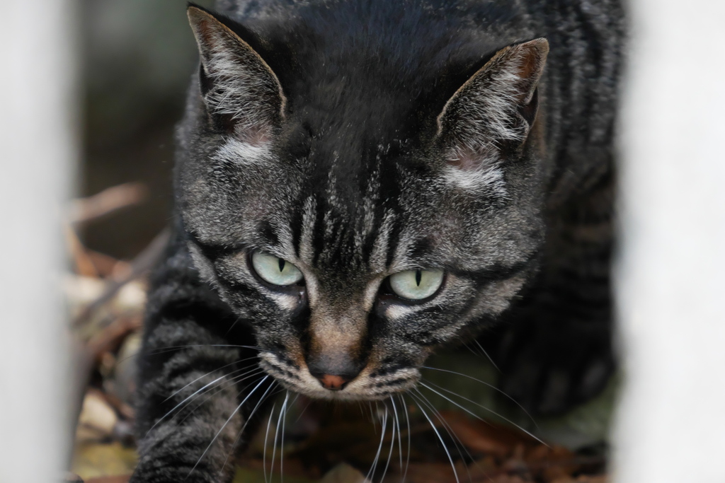 神社を守る猫