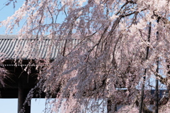 山門と枝垂桜