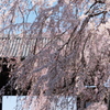 山門と枝垂桜