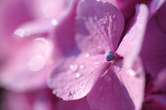 朝露紫陽花