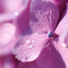 朝露紫陽花