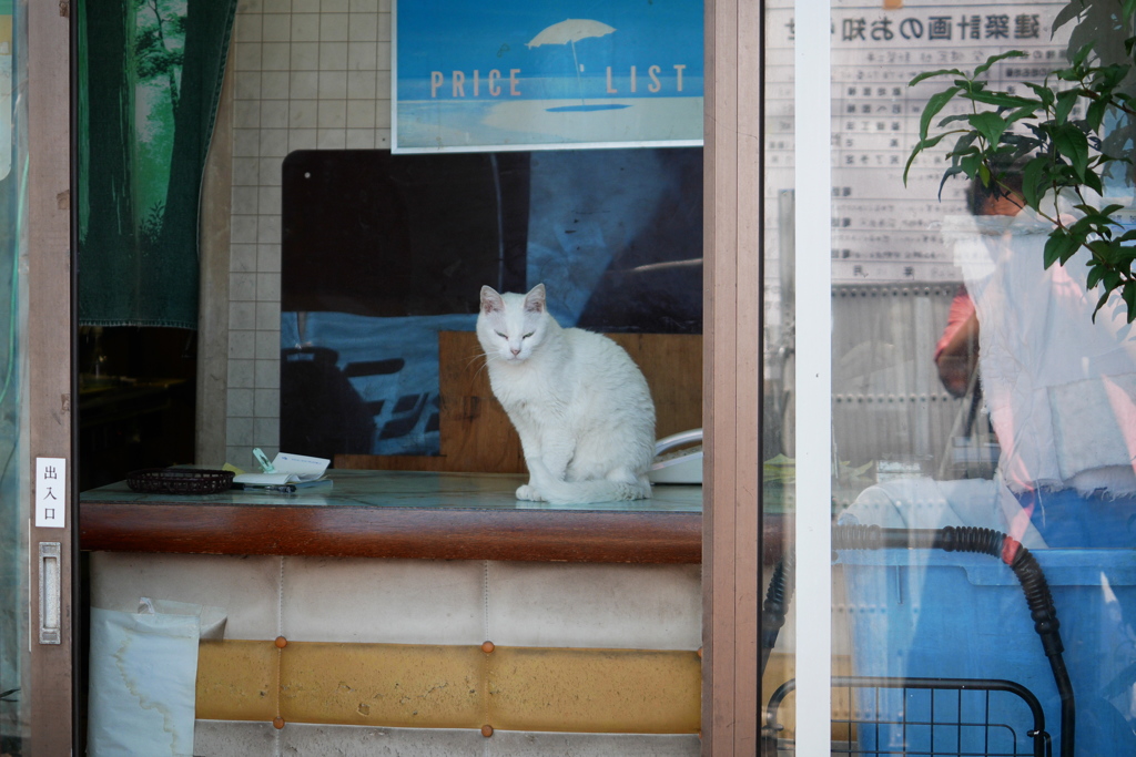 店番をする白いネコを撮る人