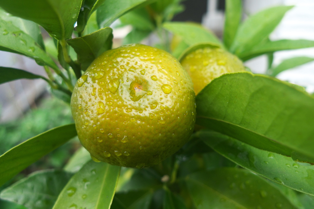 シークワーサーに秋の雨