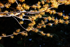 マンサクの花