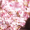 おしり