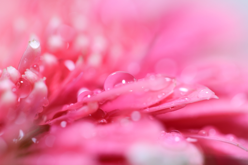 桃色のガーベラ