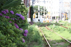 線路脇の紫陽花