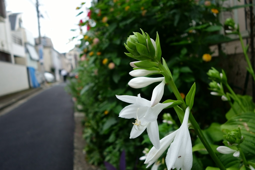 日常の風景　アリと白い花